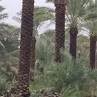 نخيل سكري ونواعيع للبيع