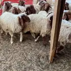 خرفان نعيم بلدي مراح واحد