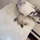 حمامه للبيع