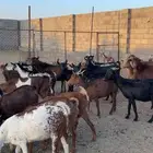 52 معزا معها 3 فحول دفيع وحصيب