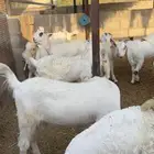 تيوس