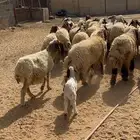 غنم نعيمي