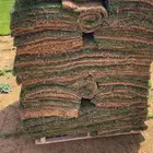 ثيل طبيعي زراعة تنسيق اشجار و زهور