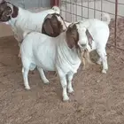 فحوله بورقت