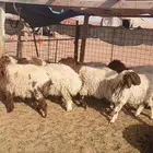 رخال نعيم العدد 17( بريدة)