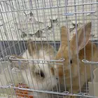 للبيع أرانب اثنين مع قفصهن ببريدة