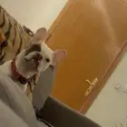 كلب مني بولدوغ للبيع انثى