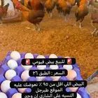بيض مخصب