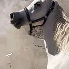 حصان شعبي
