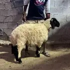 خرفان ذبايح ناهيه جذعان