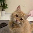 قطط انثى خوات