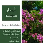 مشتل الحديبية لبيع الأشجار و الشتلات