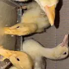بط للبيع