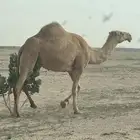السلام عليكم ناقه معشر كفو شعلا رباع سنها
