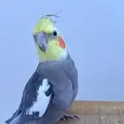 جوز كروان اليف