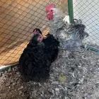 طقم دجاج كوشن