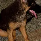 كلب German Shepherd pure puppy جرو