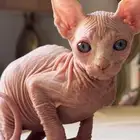 للبيع قطط فرعونيه سفينكس ذكر وأنثى عمر شهرين