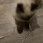 قطه هملايا للبيع
