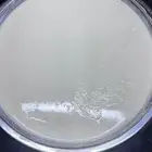 حليب ماعز طازج يوميا