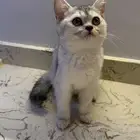 قطط كيتن - سكوتش ( ثلاث اشهر )