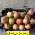 رمان من مزرعة في جوف آل معمر .. بدون اي اضافات كيميائية