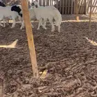 جذعان طليان نعيم و حري طيبة بإذن الله