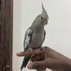 كروان للبيع