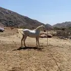 حصان للبيع واهو