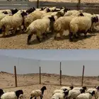 ذبايح فاخرة نعيمي وسواكلي وتيس بلدي