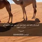 للبيع بكار وقعدان ولقحه ضرايب لتواصل