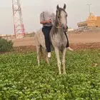 فرس تنافس الواهو