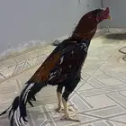 ديك سندي بيور العمر سنتين وفوق