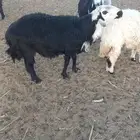 كبش ثني مشروط