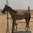 مهر عربي اصيل