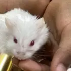 هامستر روسي