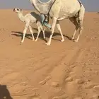 خلفه كفو حدرها قعود