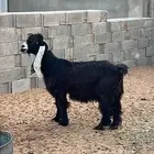 عنز عارضيه للبيع