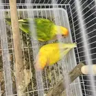 طيور روز منتجه