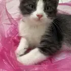 قطط تبني