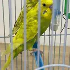 طيور للبيع