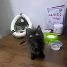 قطه شيرازي هملايا