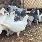 حمام