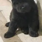 بعمر شهر حاليا كلاب chow شاو شاو بلون اسود وبني للبيع