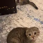 للبيع العمر 4شهور