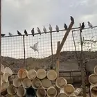 حمام