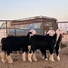 رخال نجد