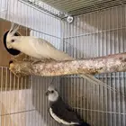 جوز كروان   تم البيع