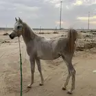 مهر شعبي شيخ