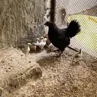 للبيع دجاجه بلديه مع فروخها